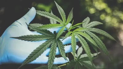 Dua Hektare Ladang dan 100 Kilogram Ganja Berhasil di Bongkar Polres Empat Lawang