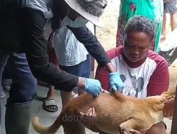 Waspada Rabies, Distan Bolmut Turun Gunung, Sasar Wilayah Kasus Tertinggi Gigitan Anjing