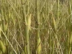 Diserang Hama Valanga, Petani Bohabak IV Bolmut Merugi, Distan Diminta Turun Tangan