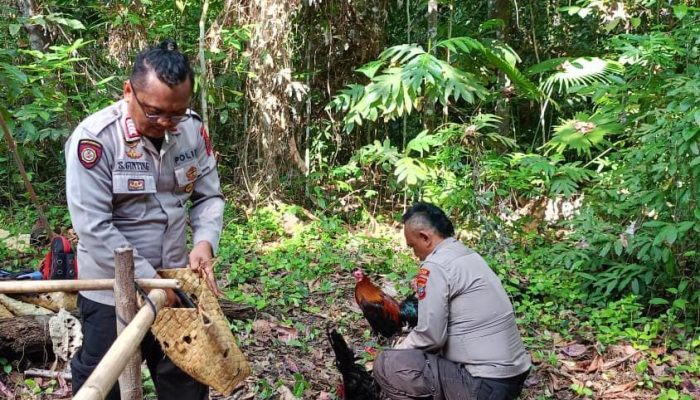 Polisi Bongkar Judi Sabung Ayam di Kelurahan Bunaken