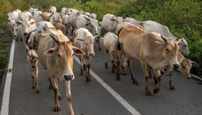 Ribuan Ternak di Bandung Terjangkit Penyakit Mulut dan Kuku, Ada 48 Ekor Yang Dinyatakan Mati
