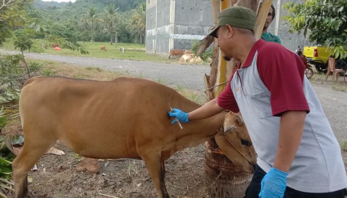 Bolmut Waspada PMK, Hingga Saat Ini Sudah Ada 500 Hewan Ternak Sapi di Vaksinasi