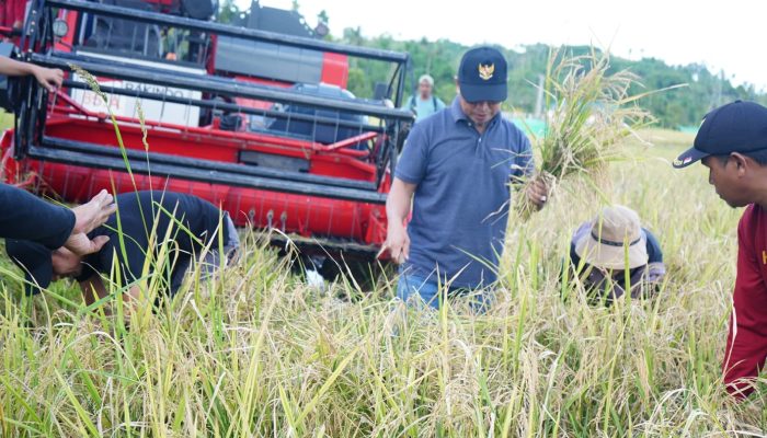 Bupati Ajak Petani Bolmut Wajib Pertahankan Swasembada Pangan