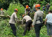 Pohon Tumbang di Jalur Warembungan-Sea, Brimob Polda Sulut Langsung Turun Tangan