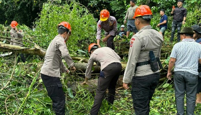 Pohon Tumbang di Jalur Warembungan-Sea, Brimob Polda Sulut Langsung Turun Tangan