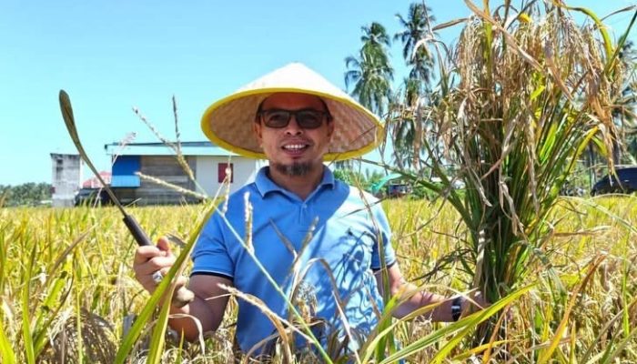 Panen Padi di Kecamatan Bintuana Jadi Bukti Ketahanan Pangan Kabupaten Bolmut