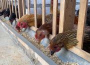 Penyaluran Bantuan Ternak Ayam di Bolmut Bakal Bertahap, 2025 Kandang Menyusul 2026 Baru Ayam