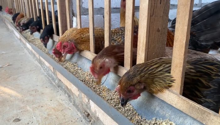 Penyaluran Bantuan Ternak Ayam di Bolmut Bakal Bertahap, 2025 Kandang Menyusul 2026 Baru Ayam