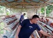 Budidaya Ayam Petelur Bumdes Teratai Desa Talaga Mulai Menghasilkan, Perhari 180 Butir Telur