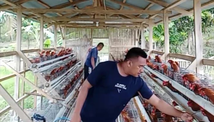 Budidaya Ayam Petelur Bumdes Teratai Desa Talaga Mulai Menghasilkan, Perhari 180 Butir Telur