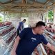 Budidaya Ayam Petelur Bumdes Teratai Desa Talaga Mulai Menghasilkan, Perhari 180 Butir Telur