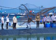 Dari Kebumen, udang menjadi kekuatan baru pertumbuhan ekonomi Indonesia