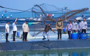 Dari Kebumen, udang menjadi kekuatan baru pertumbuhan ekonomi Indonesia