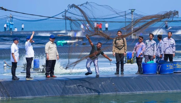 Dari Kebumen, udang menjadi kekuatan baru pertumbuhan ekonomi Indonesia