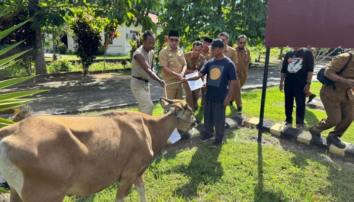 Pemkab Bolmut Serahkan Bantuan Hewan Qurban Idul Adha 1447 H/2026 M, Untuk Masyarakat