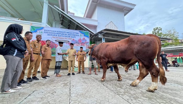 Sapi Simental 940 Kg Batuan Presiden RI Untuk Perayaan Idhul Adha 1447 H, Diserahkan Bupati Bolmut