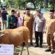 Kapolresta Manado Hadiri Penyerahan Hewan Kurban Idul Adha 1447 H di Lapangan Sparta Tikala
