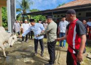Tebarkan Kepedulian di Perayaan Idul Adha 1447 H, Kapolresta Manado Sembelih Satu Ekor Sapi Kurban