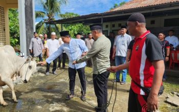 Tebarkan Kepedulian di Perayaan Idul Adha 1447 H, Kapolresta Manado Sembelih Satu Ekor Sapi Kurban