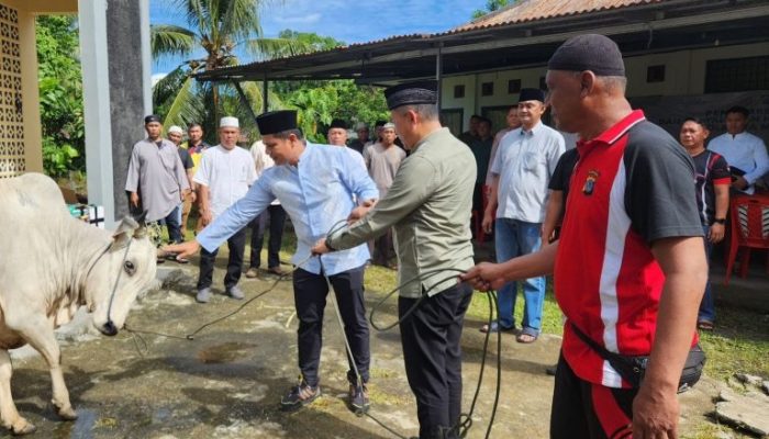 Tebarkan Kepedulian di Perayaan Idul Adha 1447 H, Kapolresta Manado Sembelih Satu Ekor Sapi Kurban