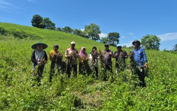 Panen Keenam Kacang Tanah Capai 1,8 Ton, Tilihuwa Mantapkan Diri sebagai Agrowisata