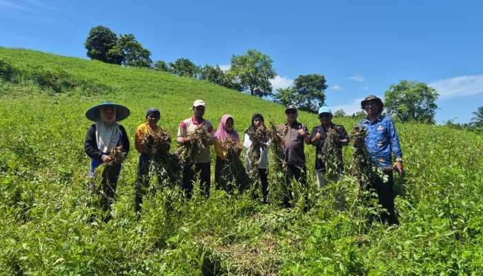 Panen Keenam Kacang Tanah Capai 1,8 Ton, Tilihuwa Mantapkan Diri sebagai Agrowisata