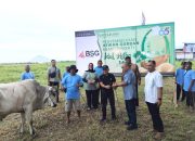 Bank SulutGo Salurkan 19 Ekor Sapi Kurban di Hari Raya Idul Adha 2026, Taburkan Semangat Berbagi