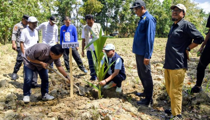 Program Hilirisasi Perkebunan, Sofyan Puhi Salurkan 8.388 Bibit Kelapa untuk Petani Mootilango