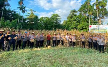 Dukung Ketahanan Pangan Nasional, Polresta Manado Panen Jagung di Kairagi Dua