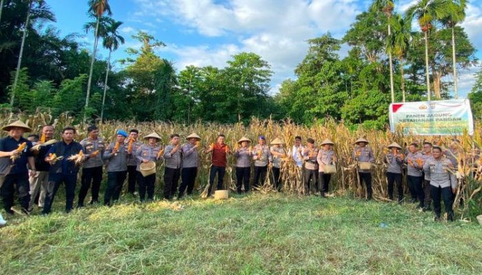 Dukung Ketahanan Pangan Nasional, Polresta Manado Panen Jagung di Kairagi Dua