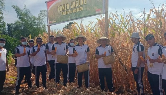 Polri Panen Jagung di Mapanget, Dukung Swasembada Pangan 2026