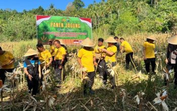 Panen Jagung di Wori, Kapolresta: Dukung Program Swasembada Pangan 2026