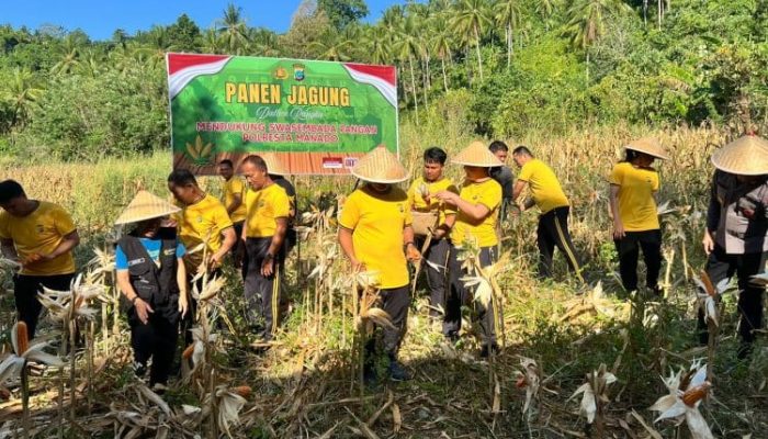 Panen Jagung di Wori, Kapolresta: Dukung Program Swasembada Pangan 2026