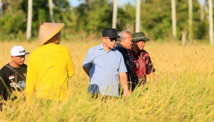 Kemarau dan Puncak El Nino Pangkas Produksi Padi Bolmut 20 Persen, Stok Beras Aman hingga Desember