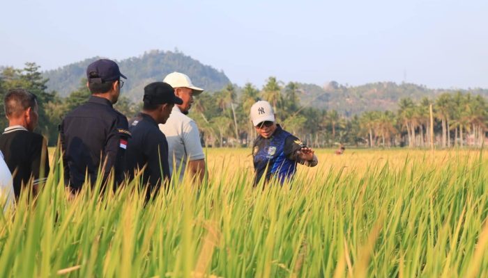 Panen Padi IPB 9G Sistem Tabela, Boltara Jadi Pelopor Pertanian Modern di Sulut