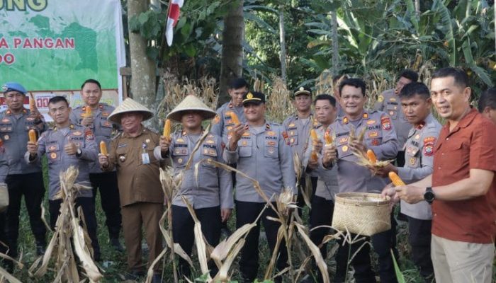 Program Swasembada Pangan, Polresta Manado Gelar Panen Jagung di Desa Sea